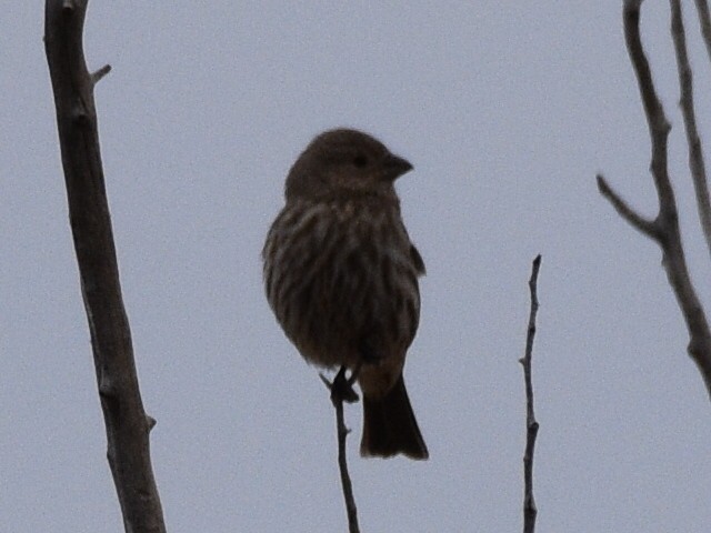 House Finch - ML646030769