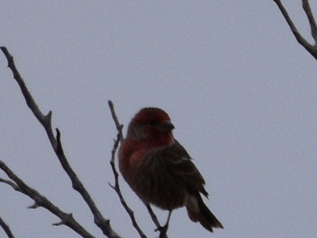 House Finch - ML646030770