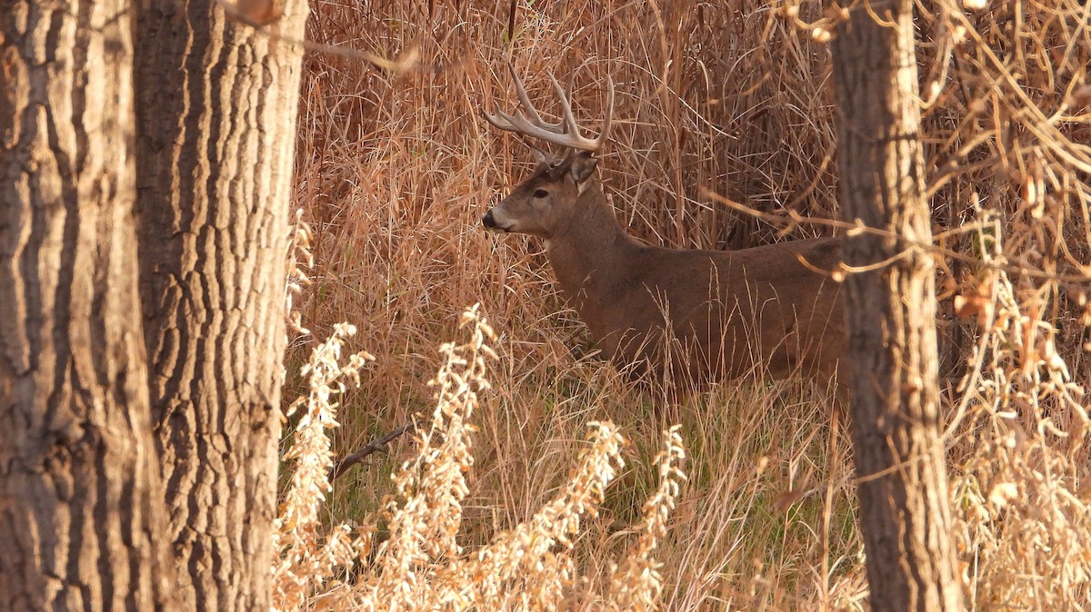 White-tailed Deer - ML646030775