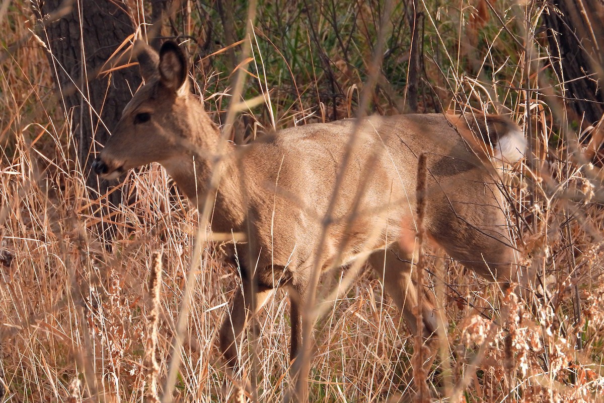 White-tailed Deer - ML646030776