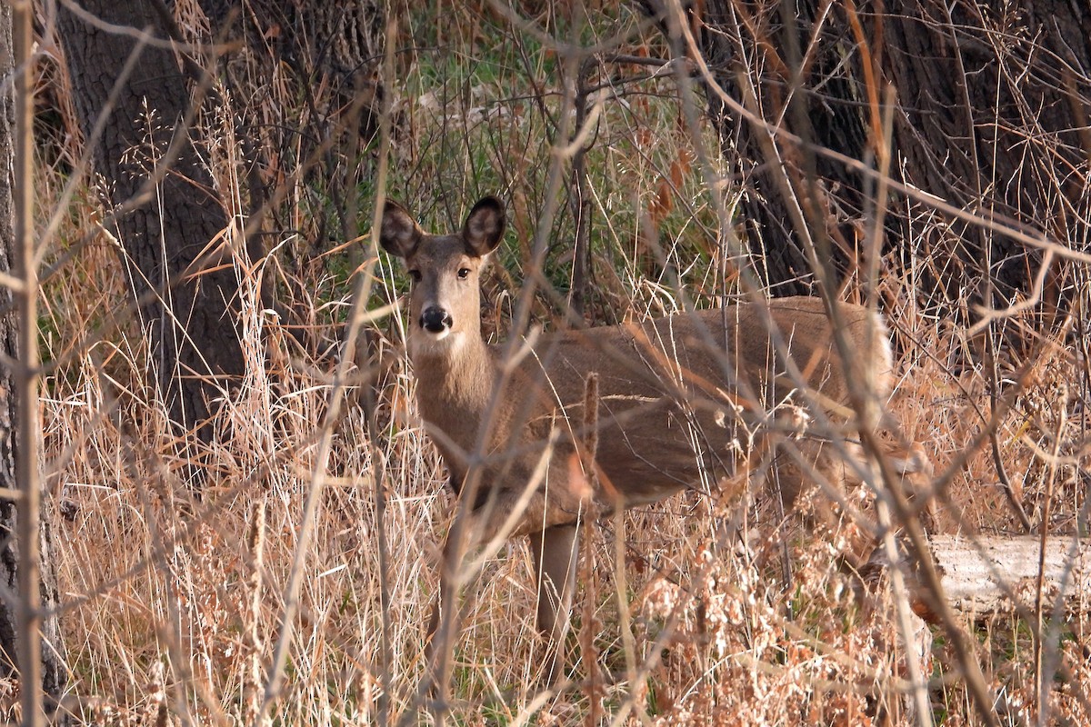 White-tailed Deer - ML646030777