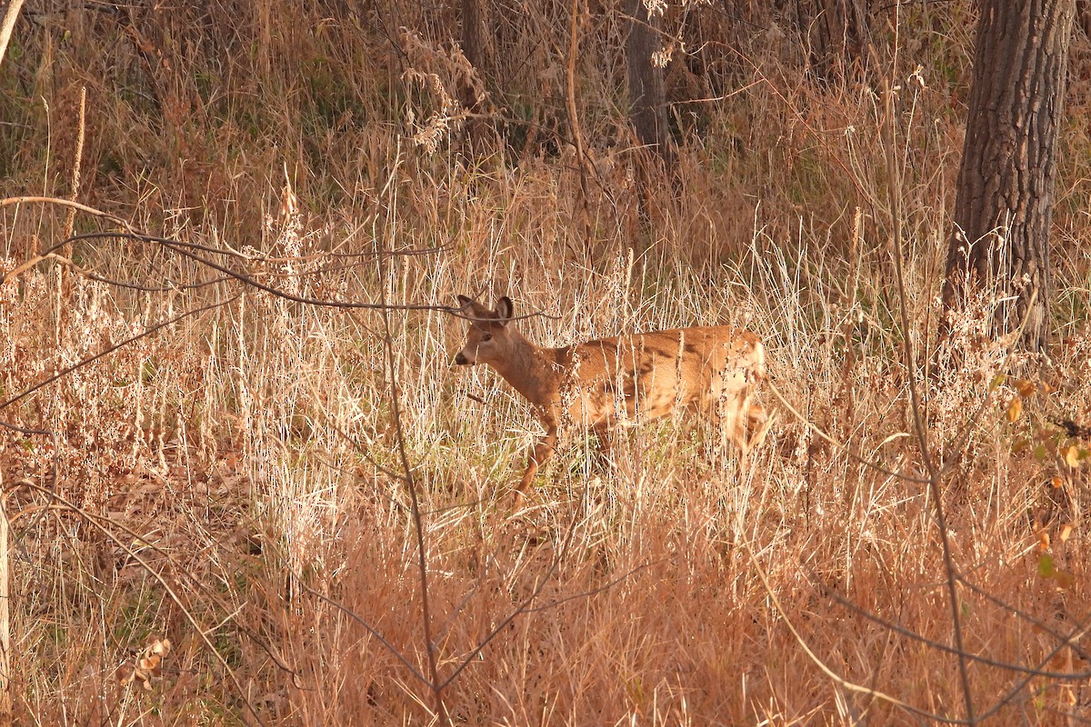 White-tailed Deer - ML646030778