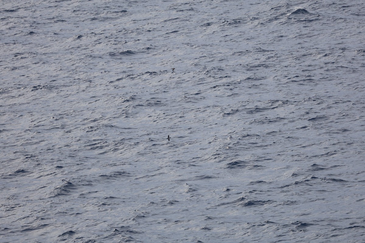Balearic Shearwater - ML646030786