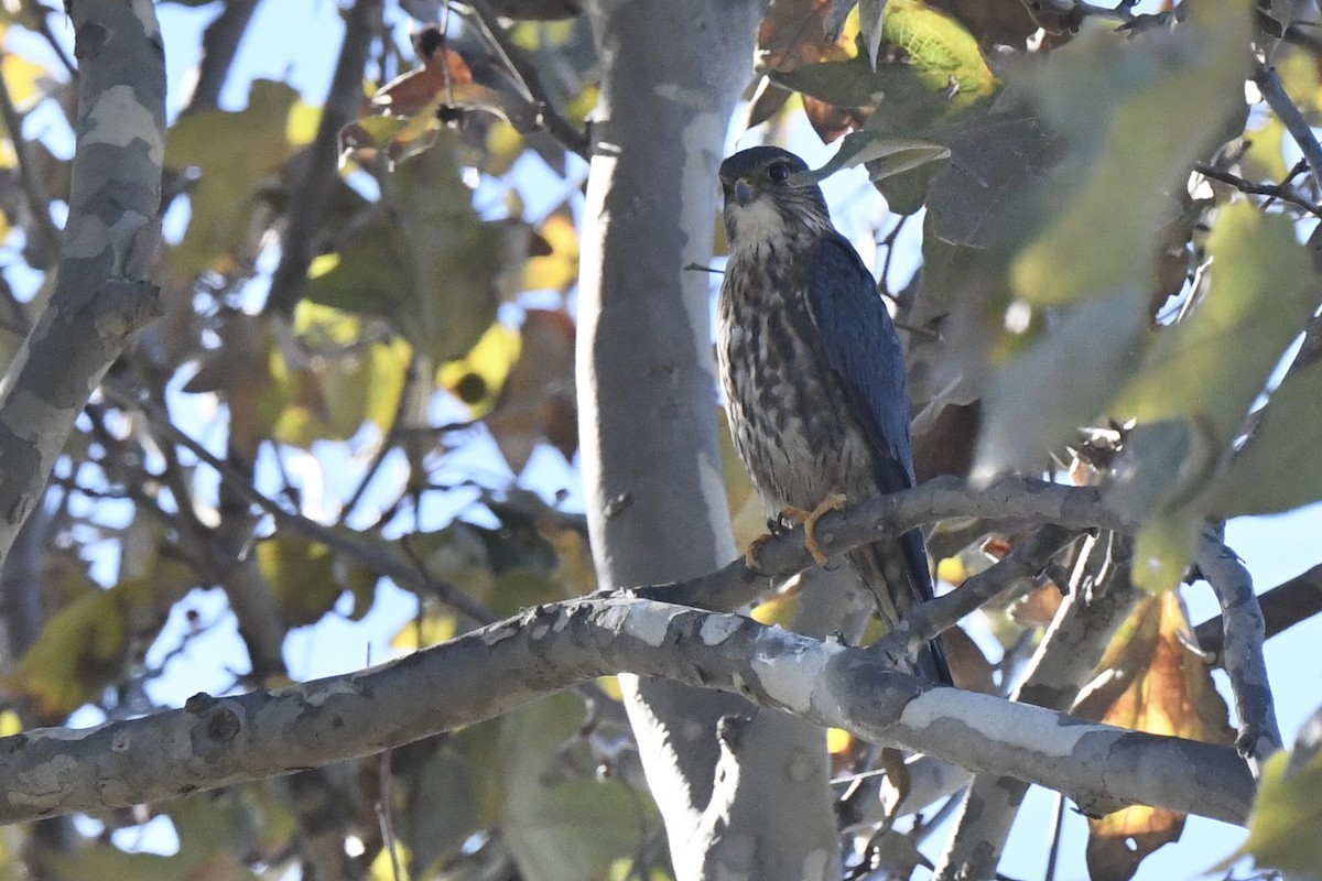 Merlin - ML646030793