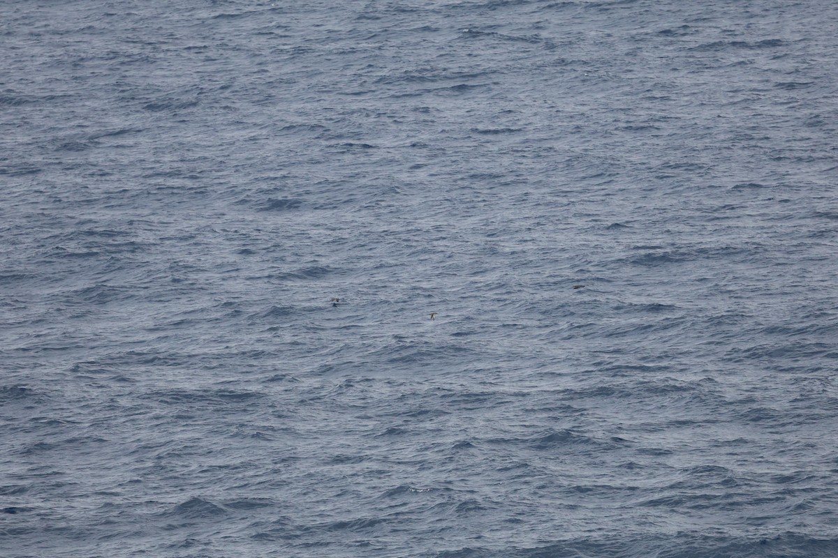 Balearic Shearwater - ML646030794