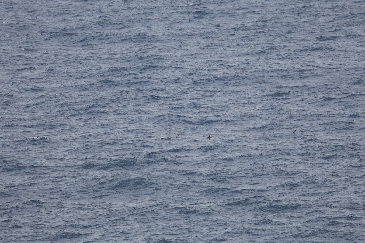 Balearic Shearwater - ML646030795