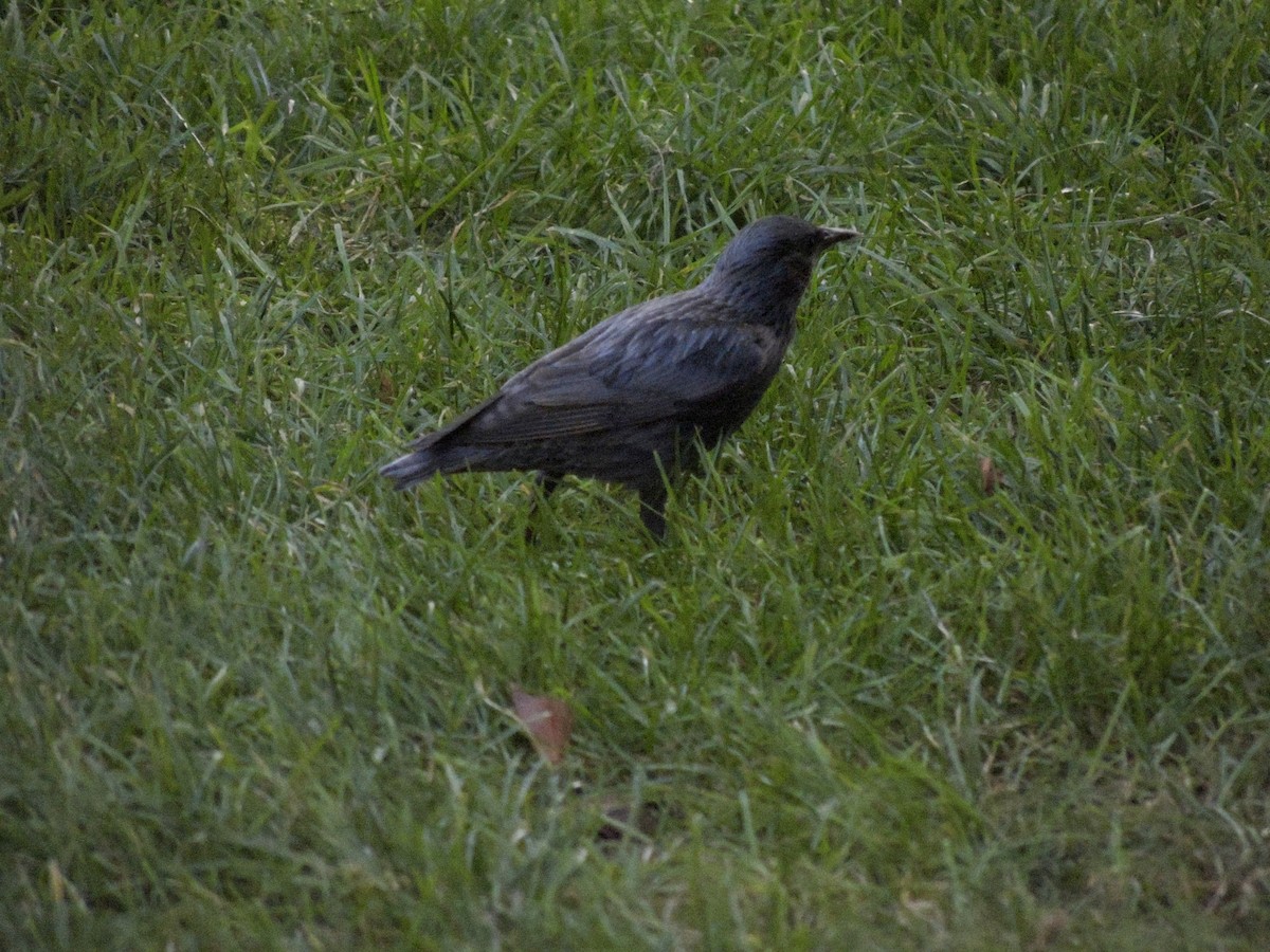 Spotless Starling - ML646030799