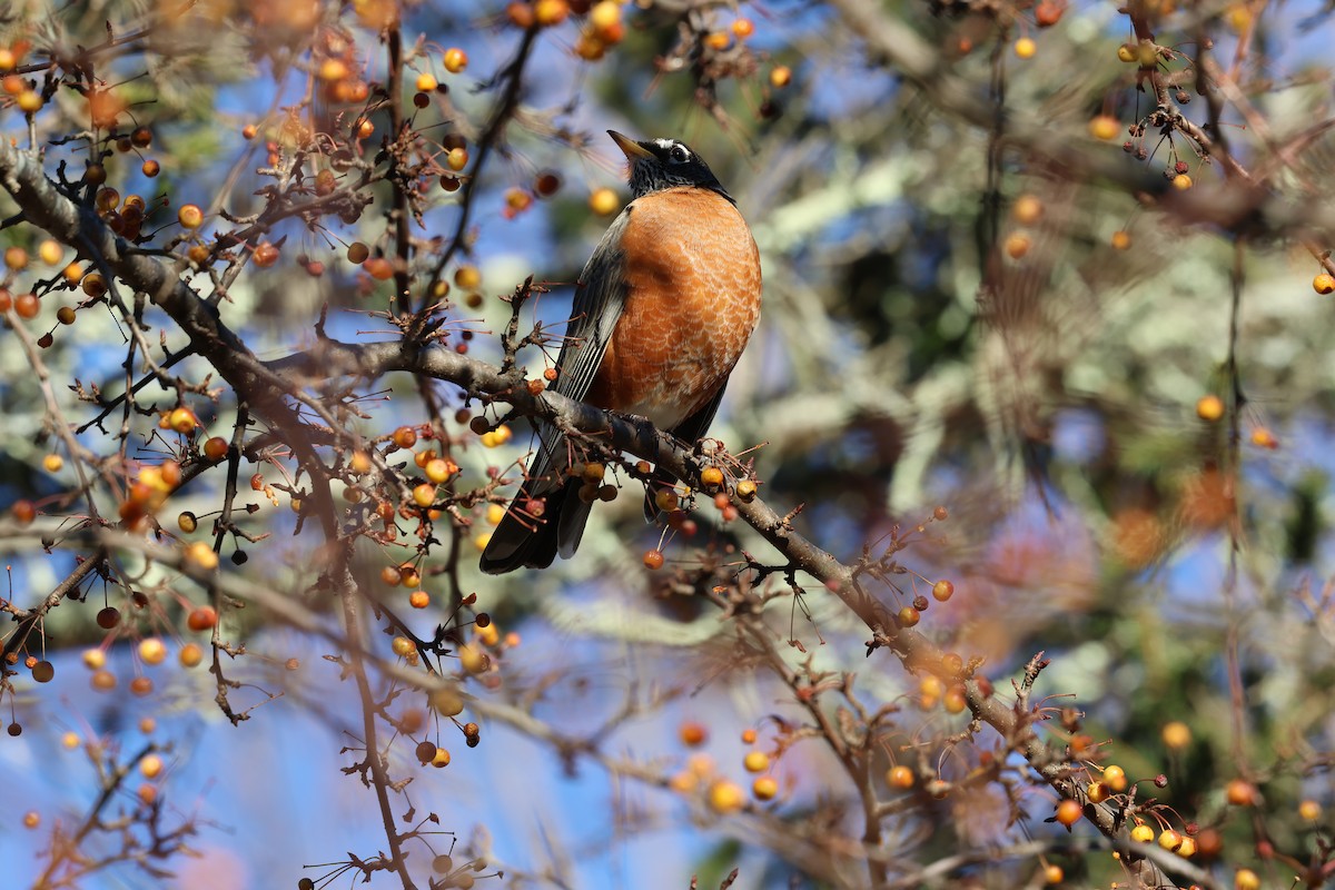American Robin - ML646030800