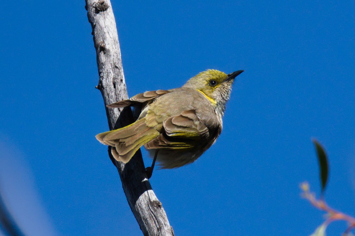 Yellow-plumed Honeyeater - ML646030802