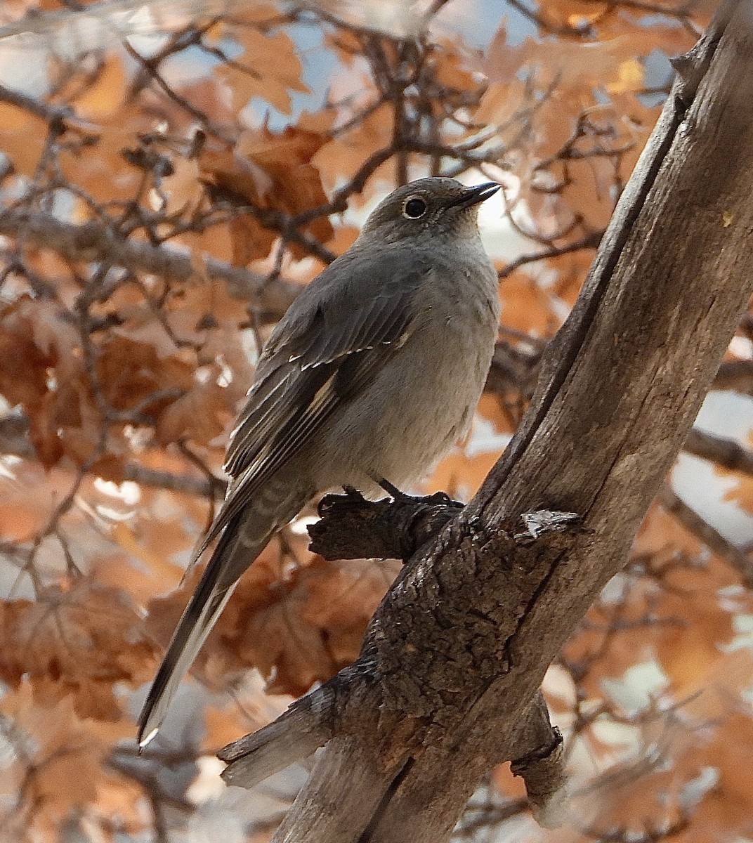 Townsend's Solitaire - ML646030804