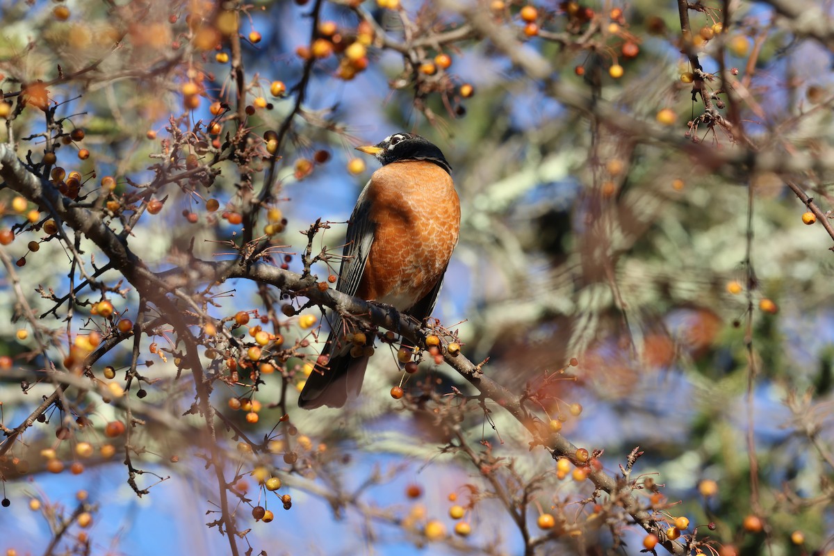 American Robin - ML646030805