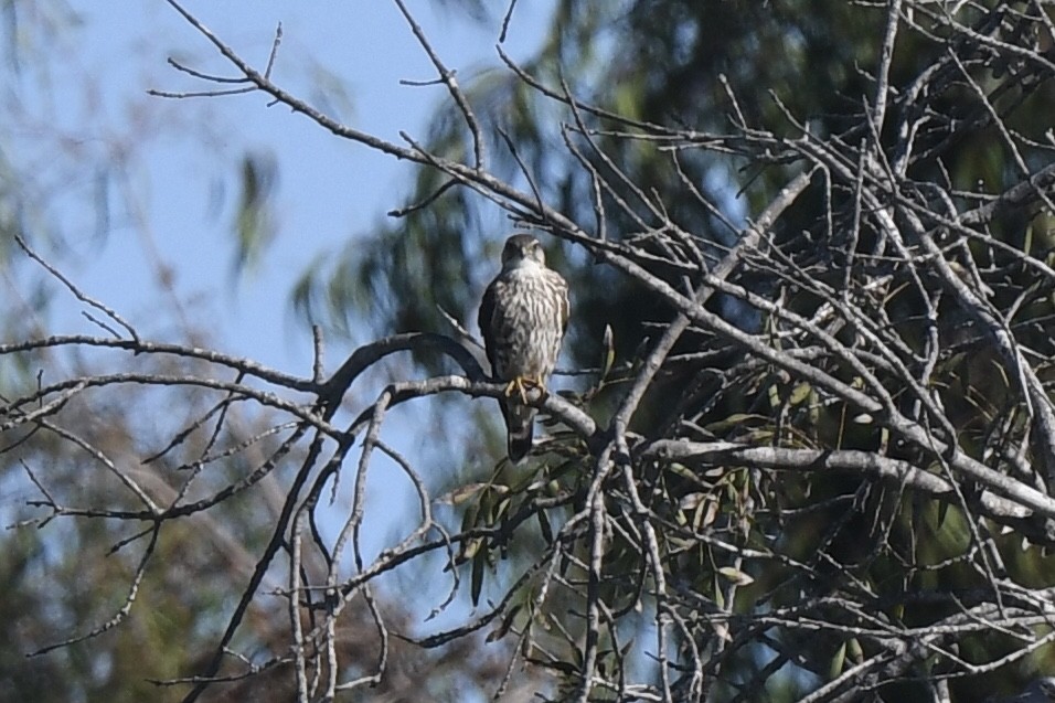 Merlin - ML646030806