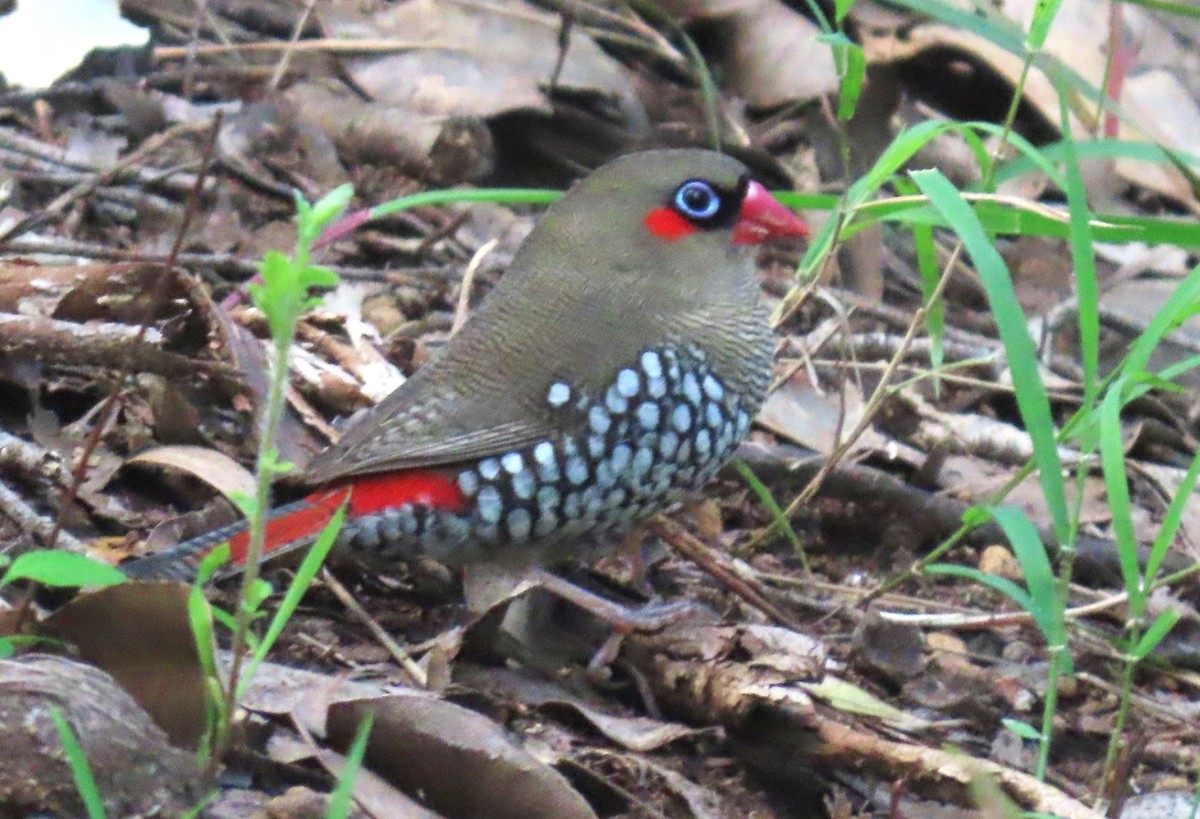 Red-eared Firetail - ML646030807