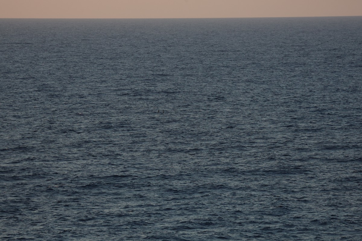 Gabai mediterraneoa - ML646030808