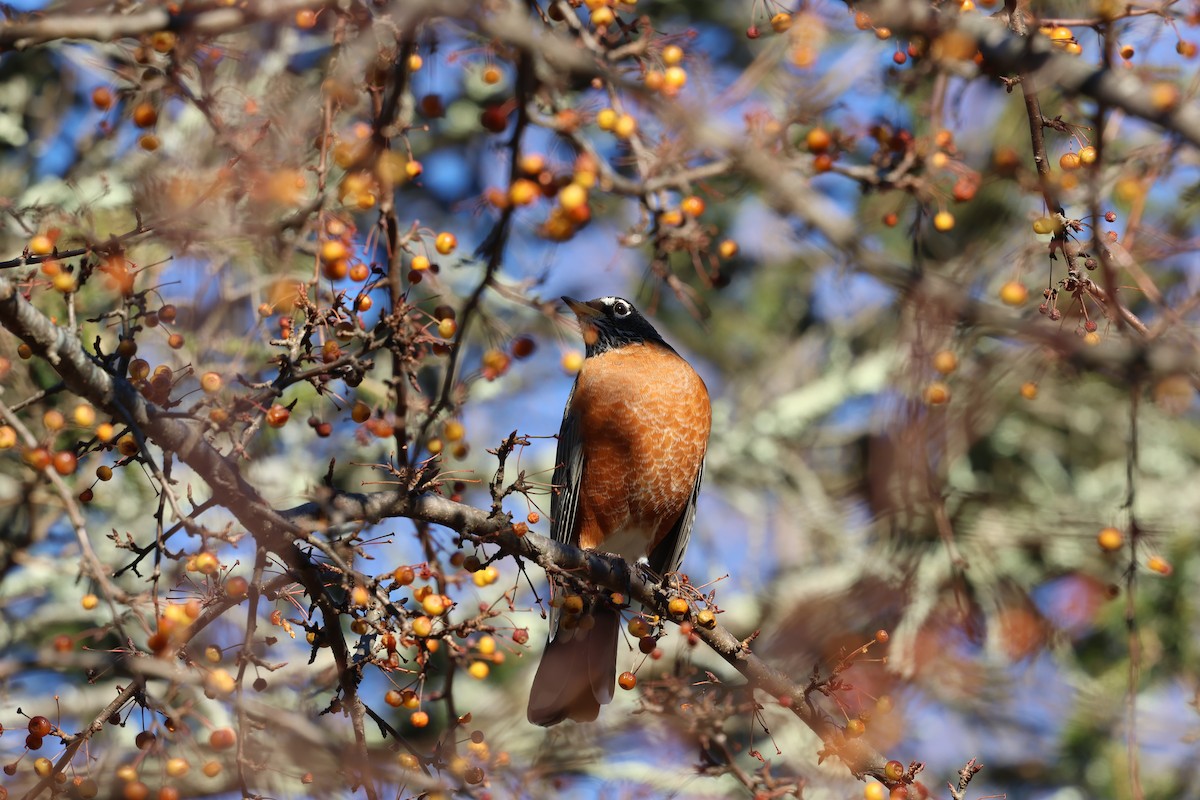 Zozo papargorria - ML646030809