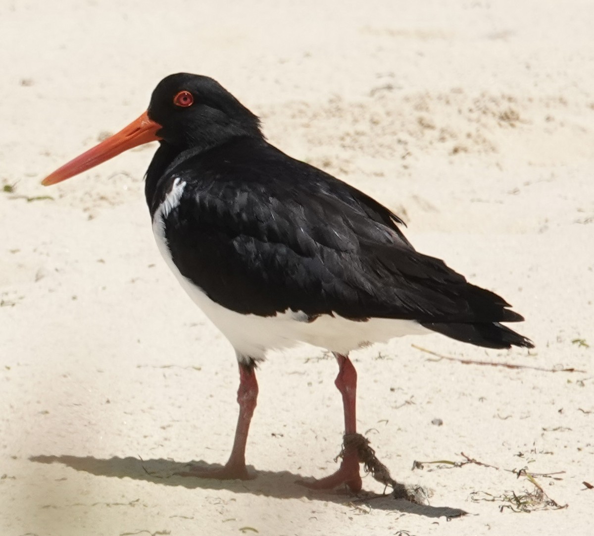 Pied Oystercatcher - ML646030810