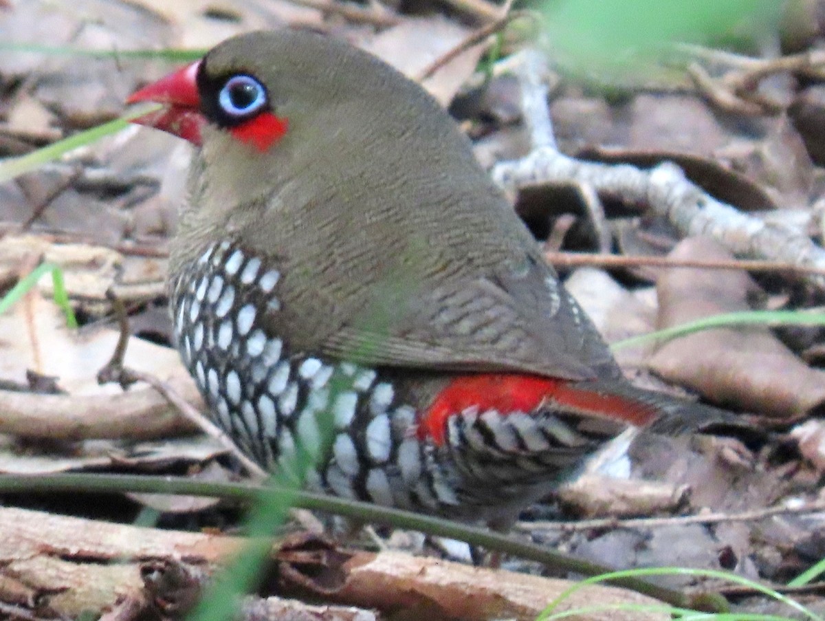 Red-eared Firetail - ML646030811