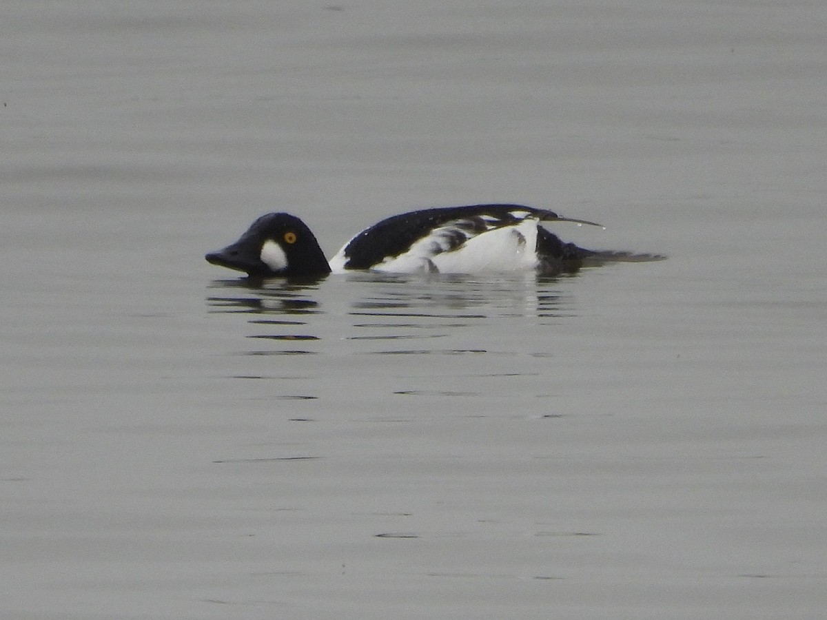 Murgilari urrebegia - ML646030812