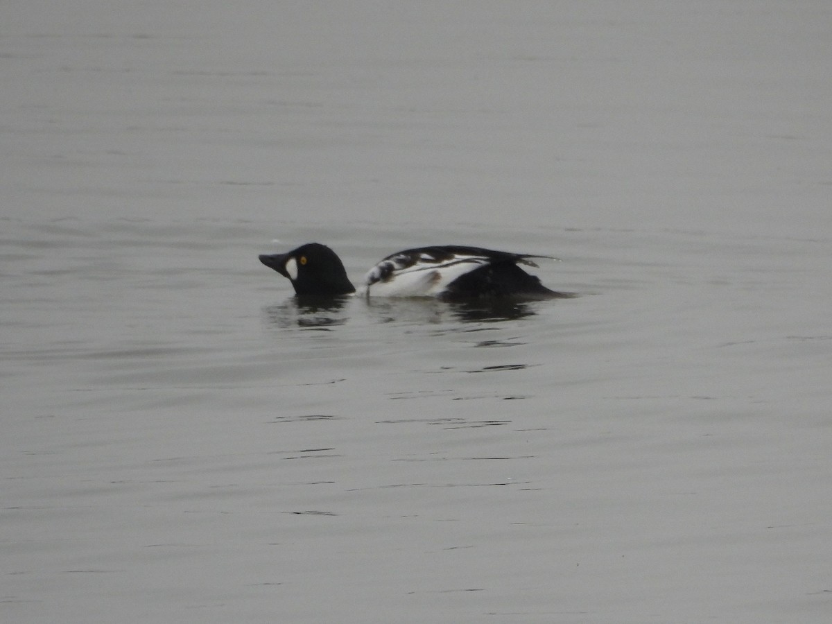 Murgilari urrebegia - ML646030814