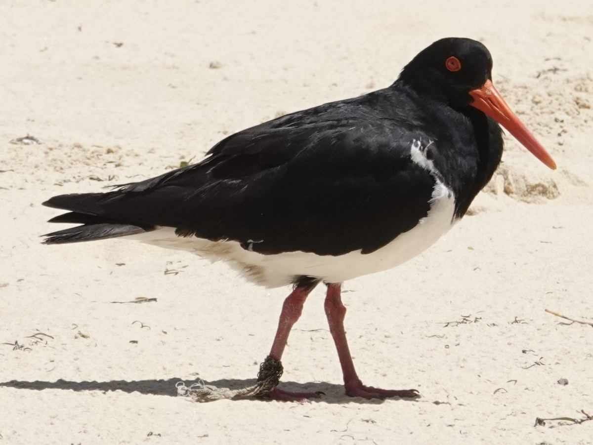 Pied Oystercatcher - ML646030815