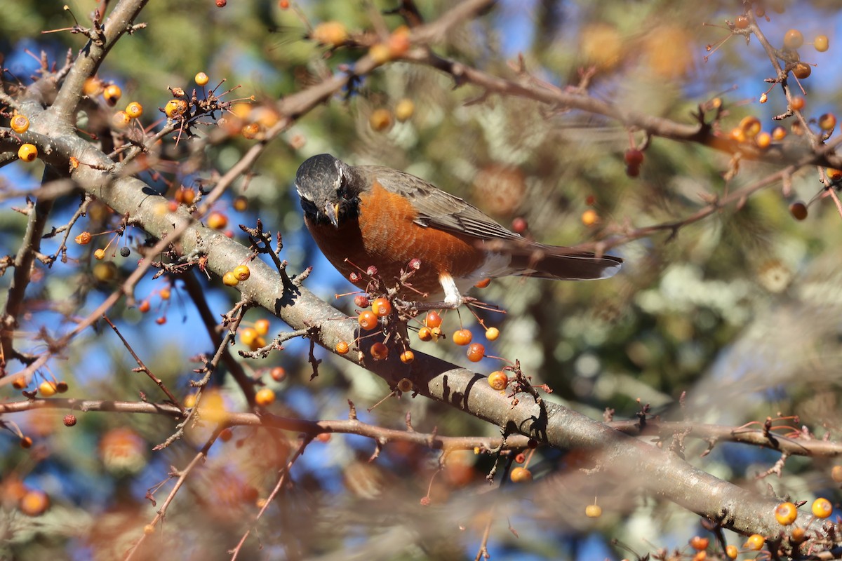 Zozo papargorria - ML646030819