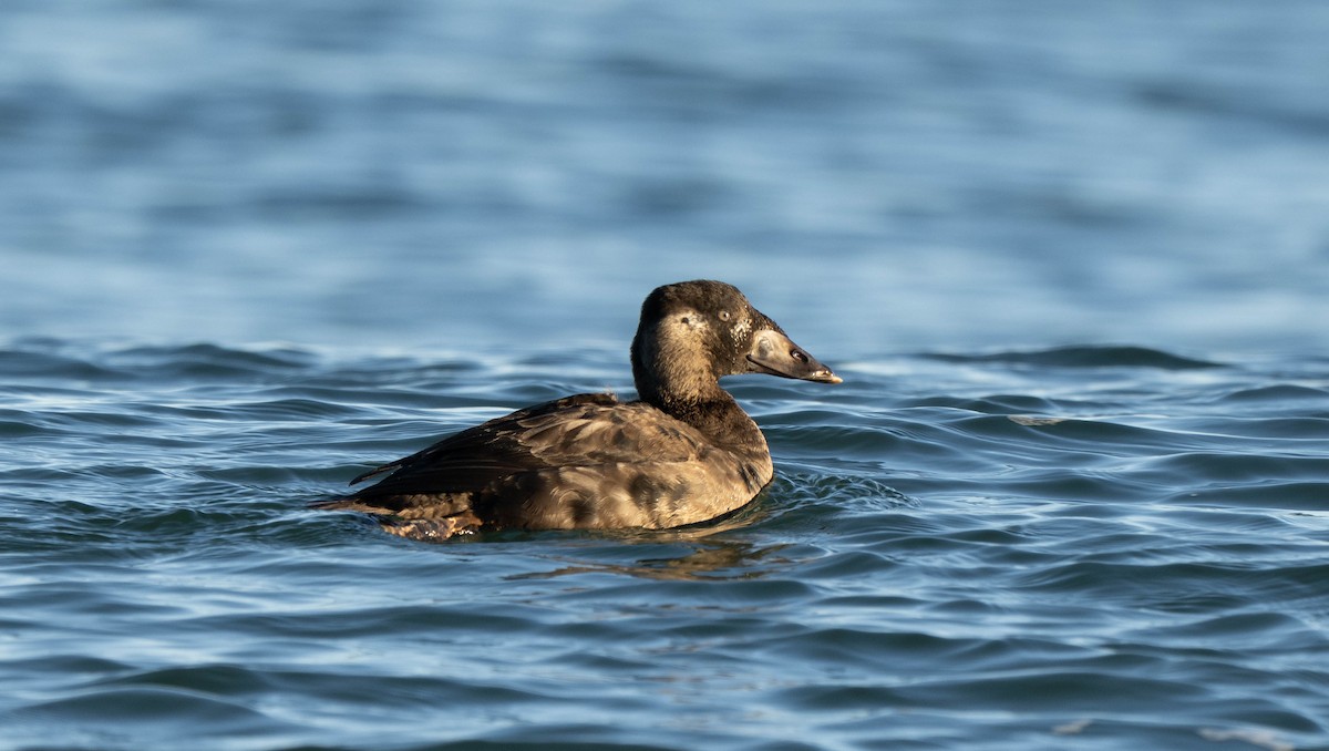 Ahatebeltz kopetazuria - ML646030820