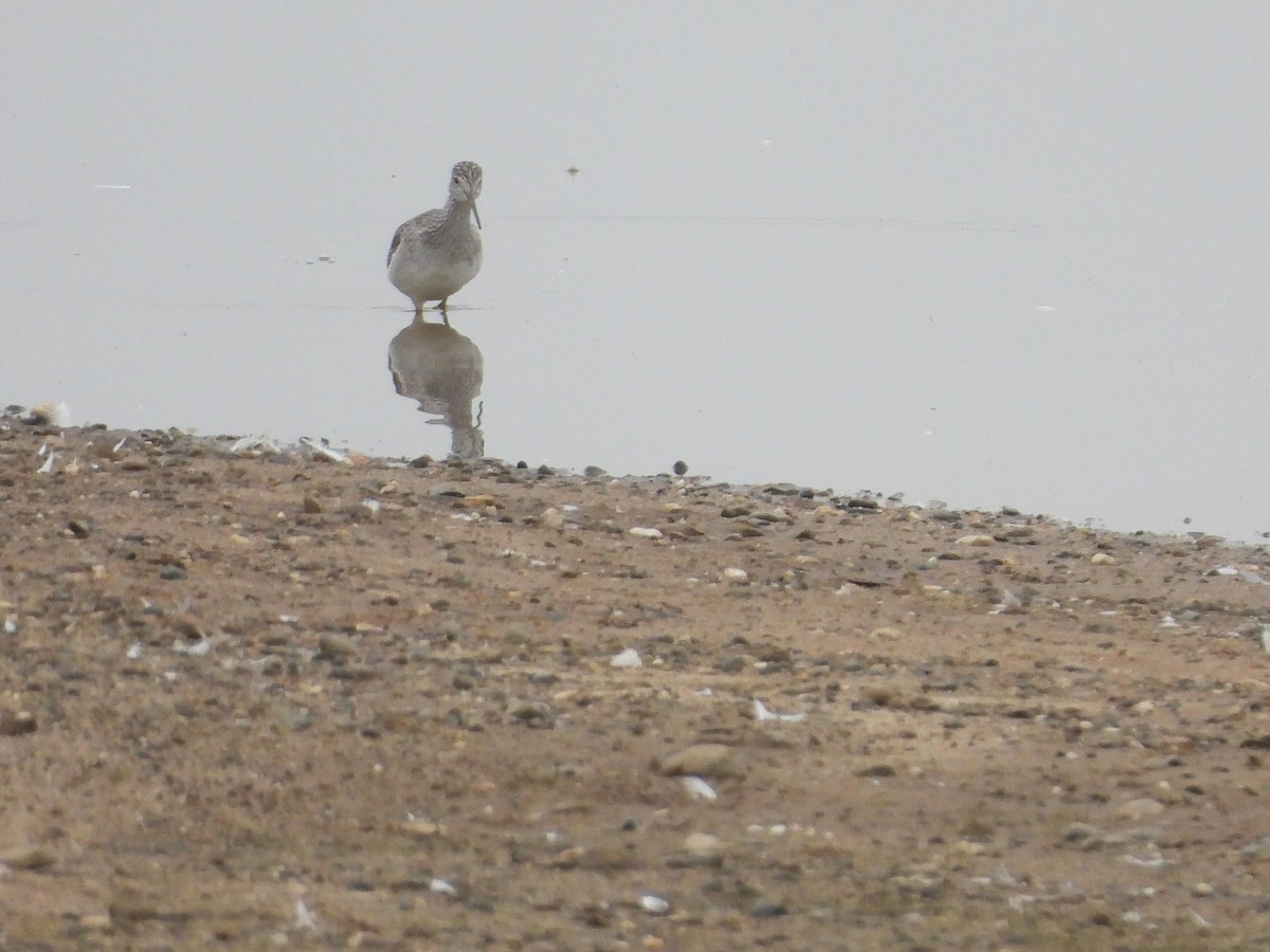 Kuliska hankahori handia - ML646030821