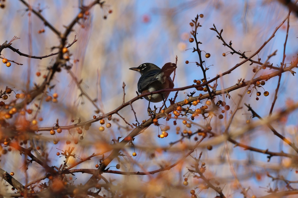 Zozo papargorria - ML646030822