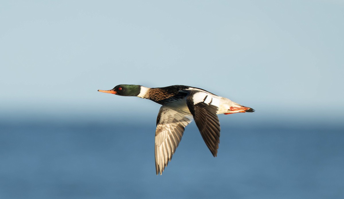 Zerra ertaina - ML646030824