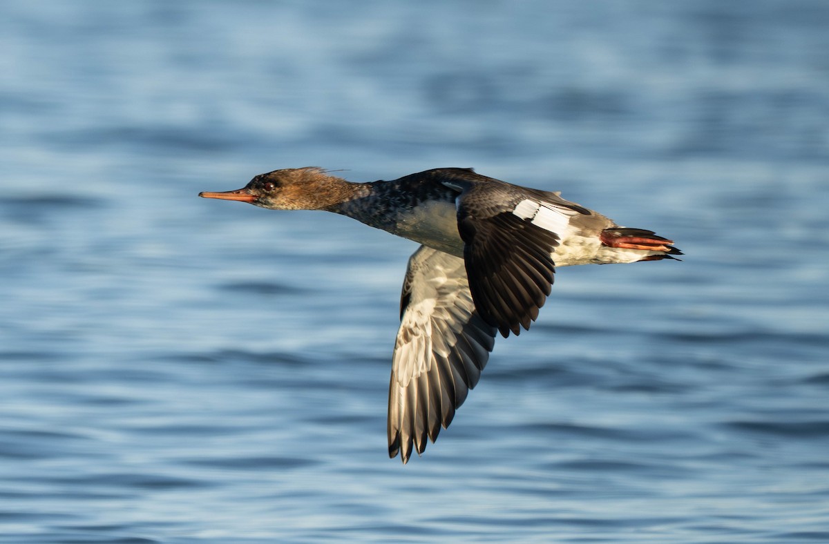 Zerra ertaina - ML646030825