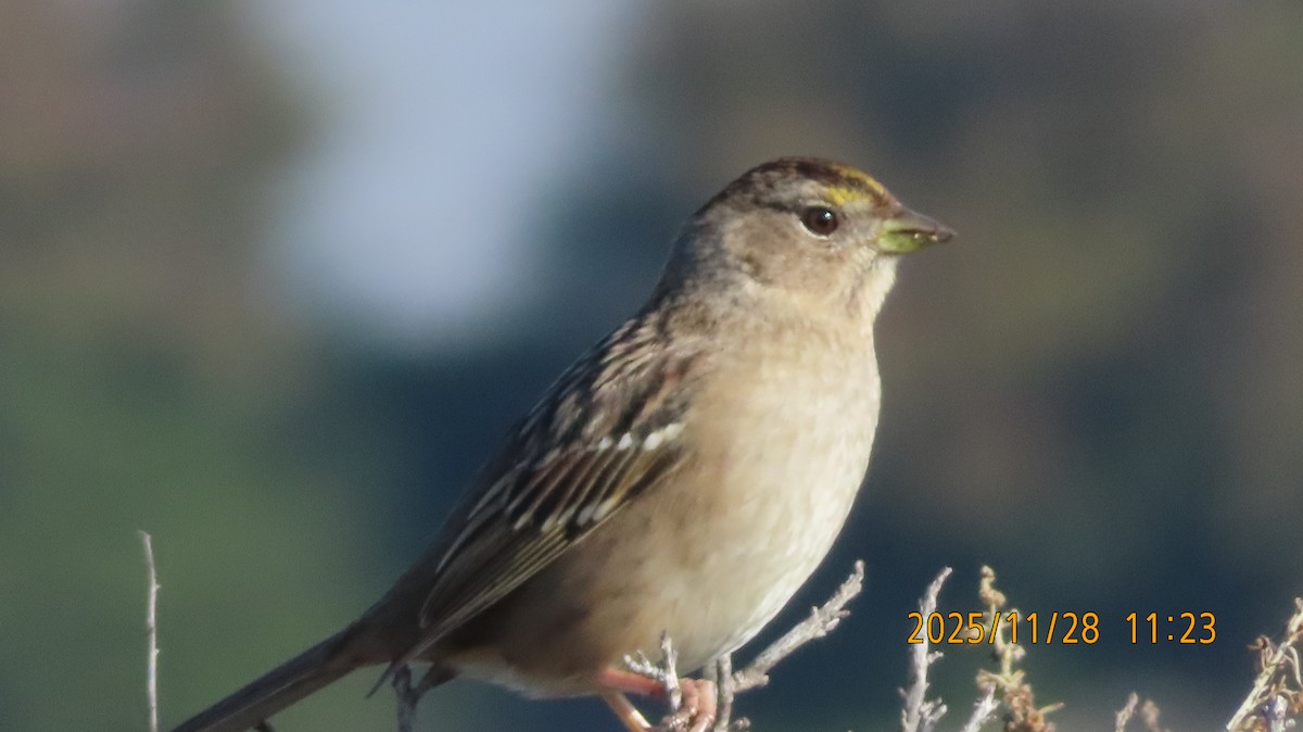 Golden-crowned Sparrow - ML646030826