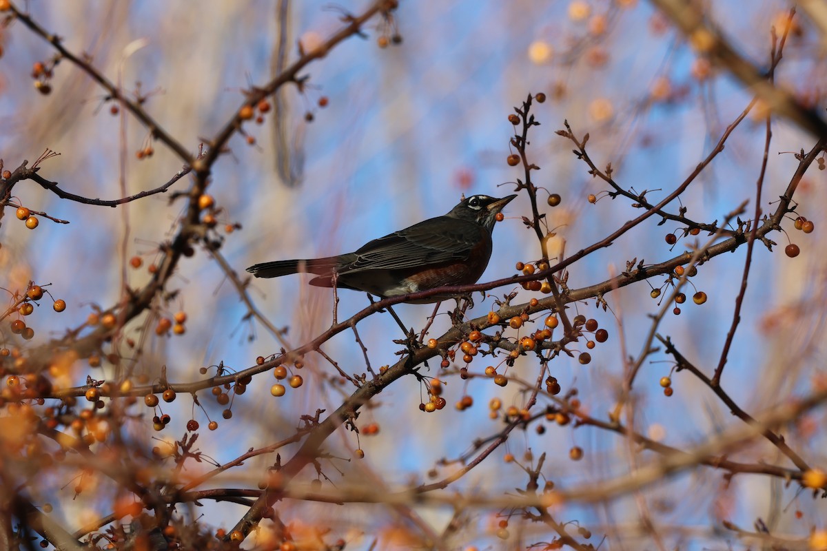 Zozo papargorria - ML646030827