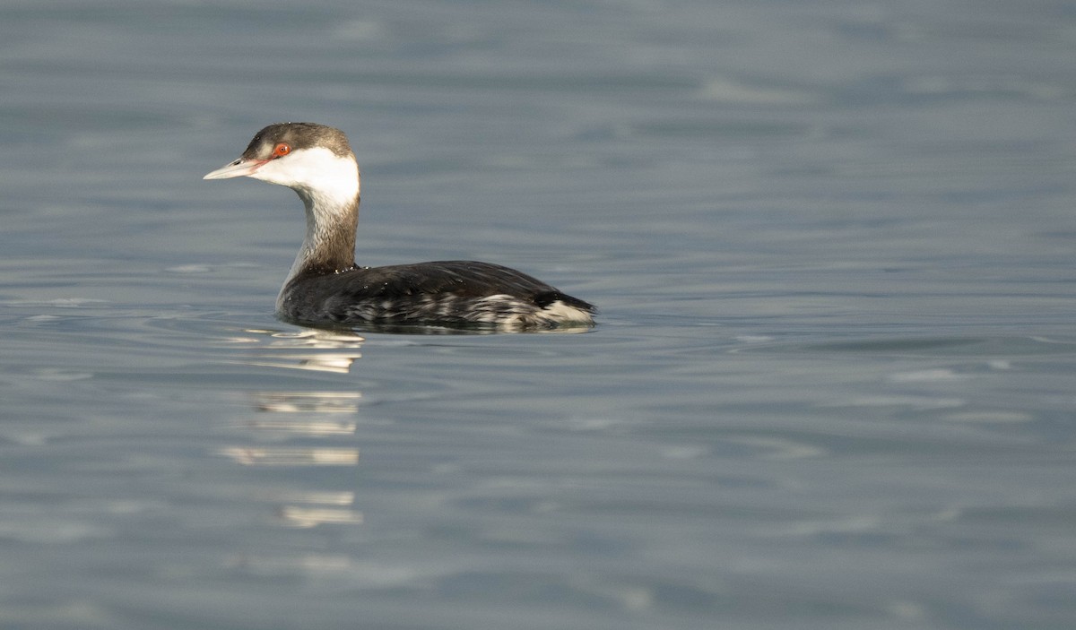 Txilinporta urrebelarria - ML646030828