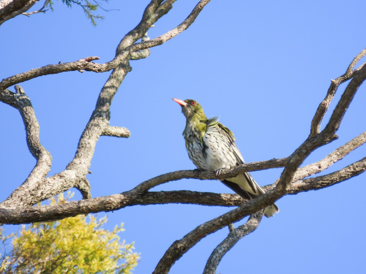 Olive-backed Oriole - ML646030829