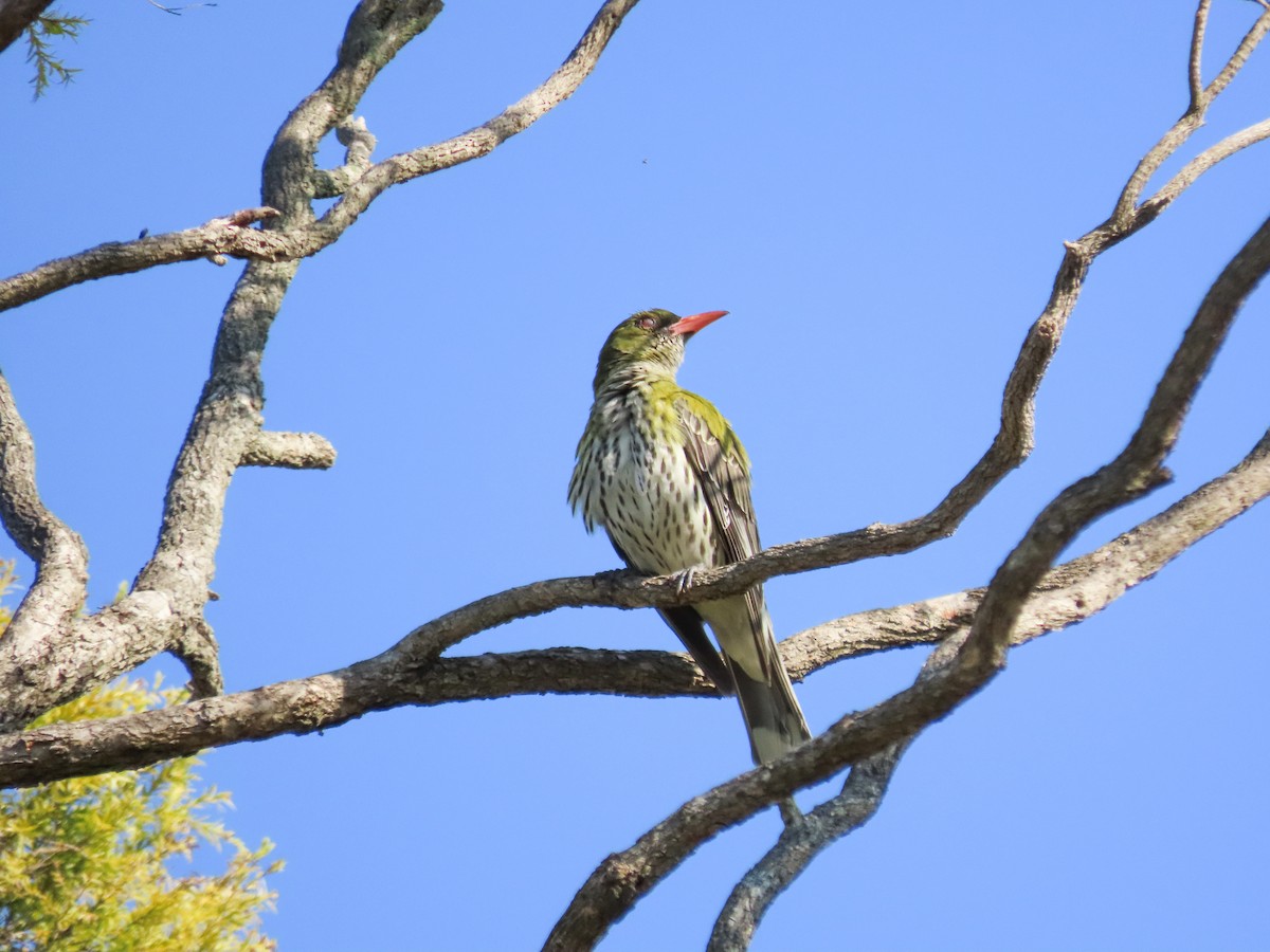 Olive-backed Oriole - ML646030831