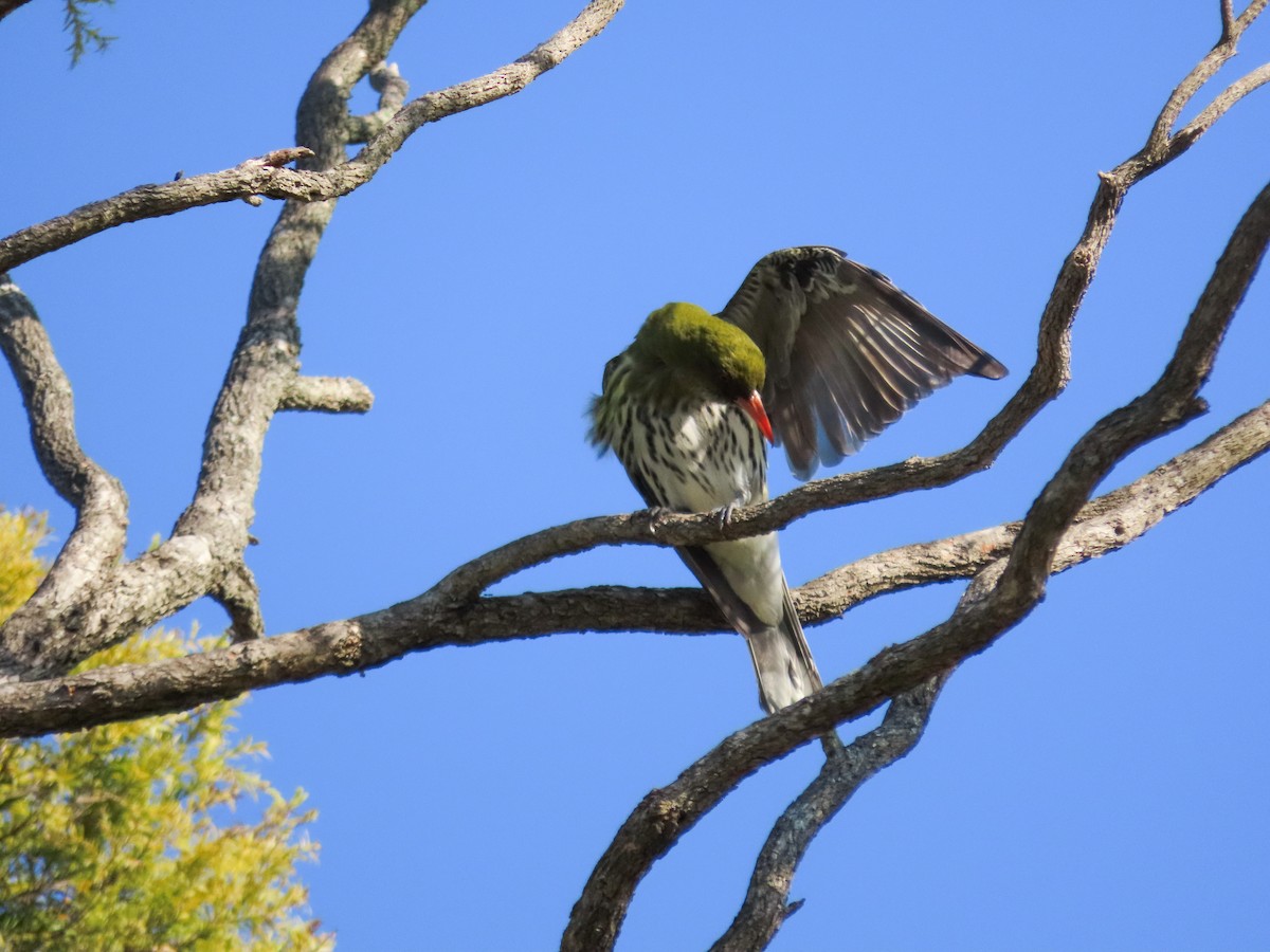 Olive-backed Oriole - ML646030834