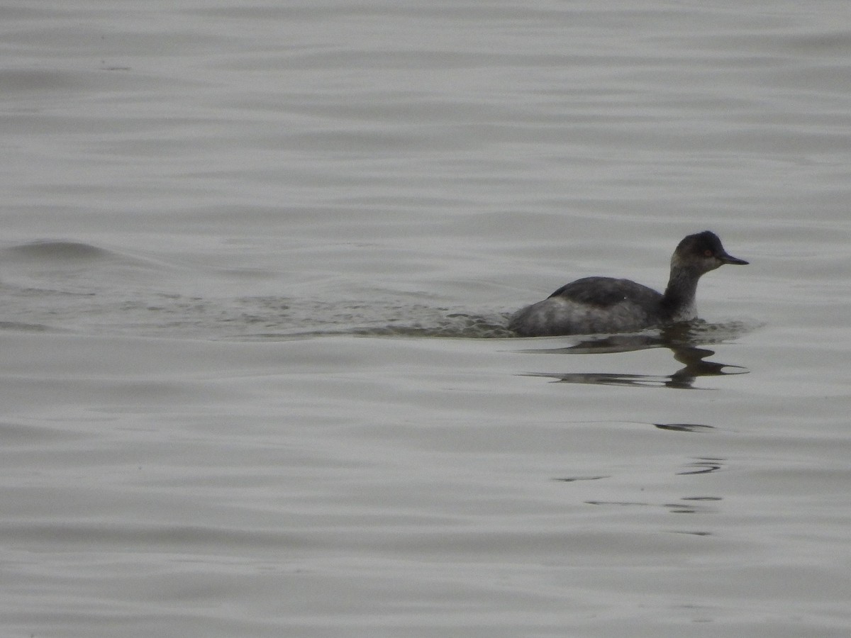 Txilinporta lepabeltza - ML646030835