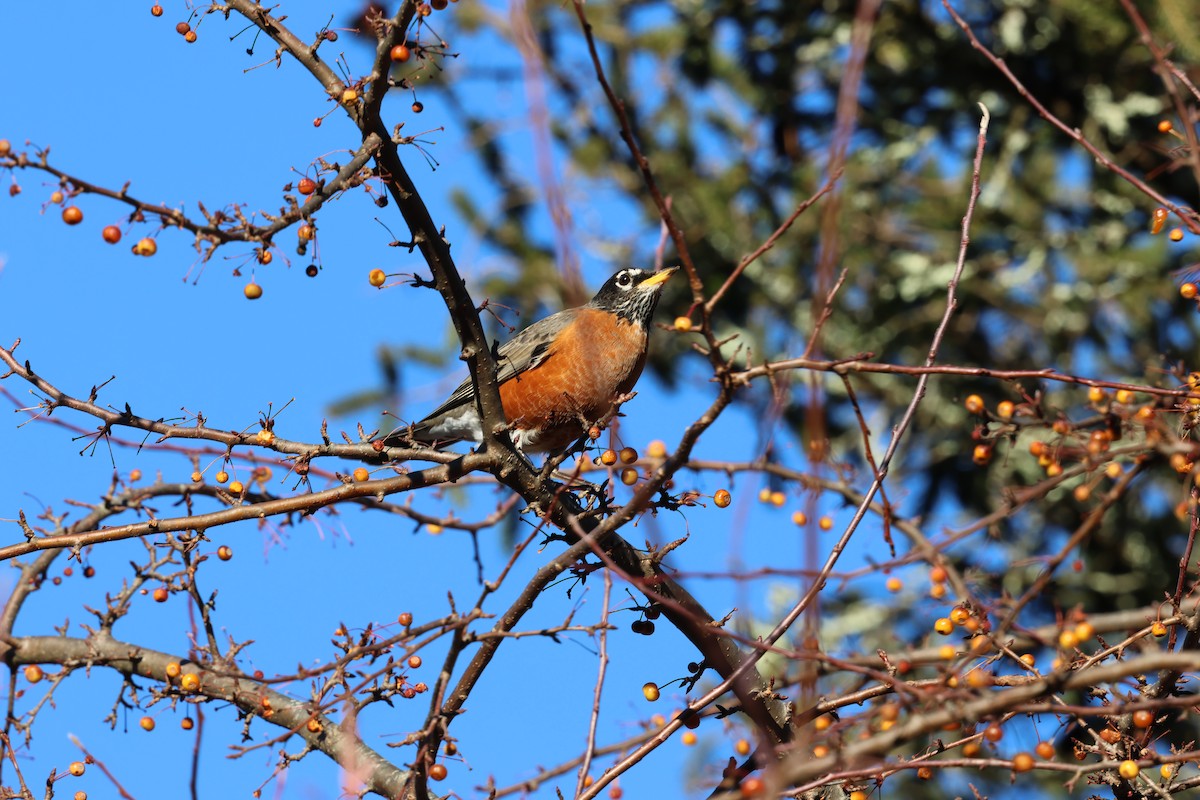 Zozo papargorria - ML646030836