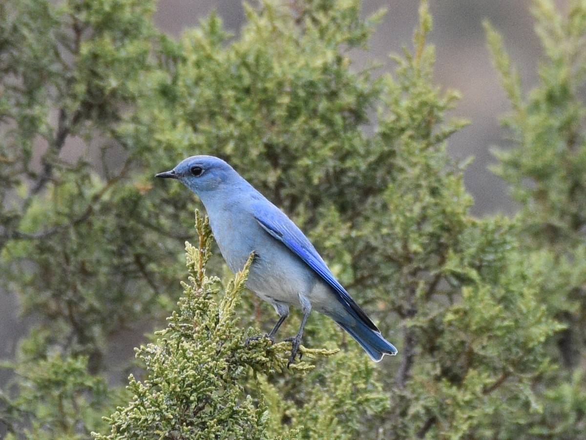 Mountain Bluebird - ML646030837