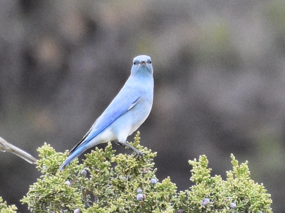 Mountain Bluebird - ML646030838