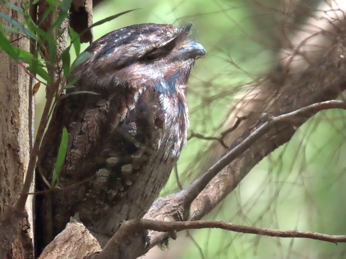 Tawny Frogmouth - ML646030839