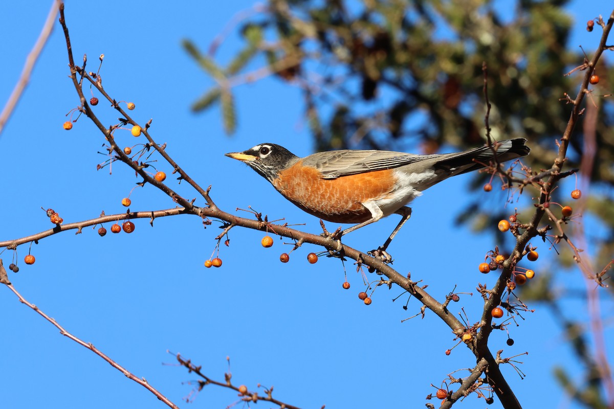 American Robin - ML646030841