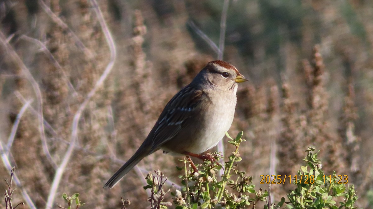 Porsuk Serçesi (gambelii) - ML646030842