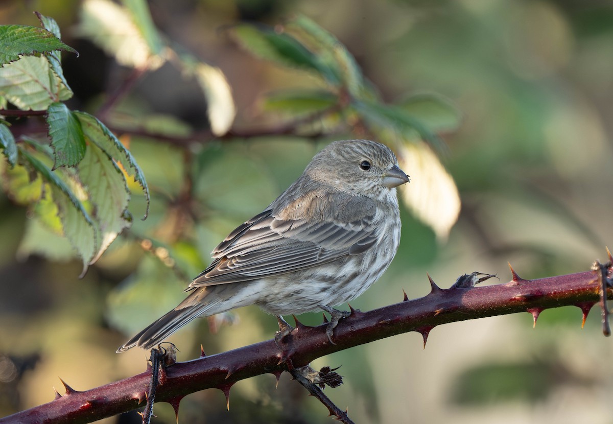 House Finch - ML646030843