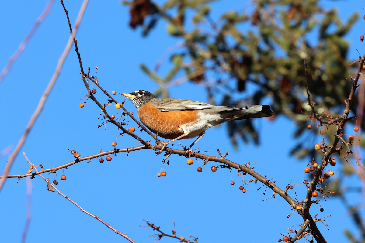 American Robin - ML646030848