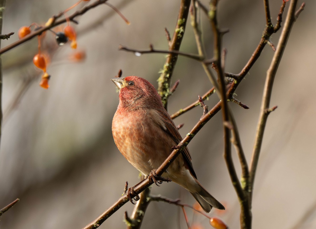 Purple Finch - ML646030850