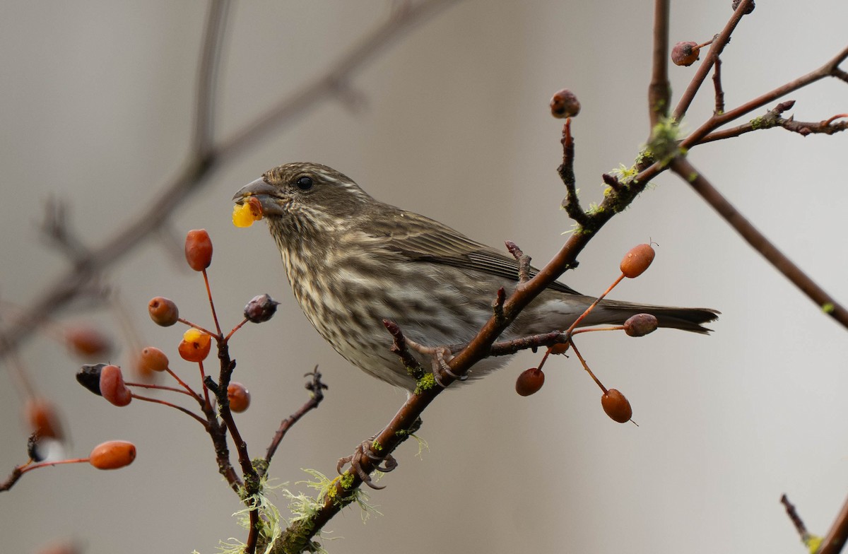 Purple Finch - ML646030851