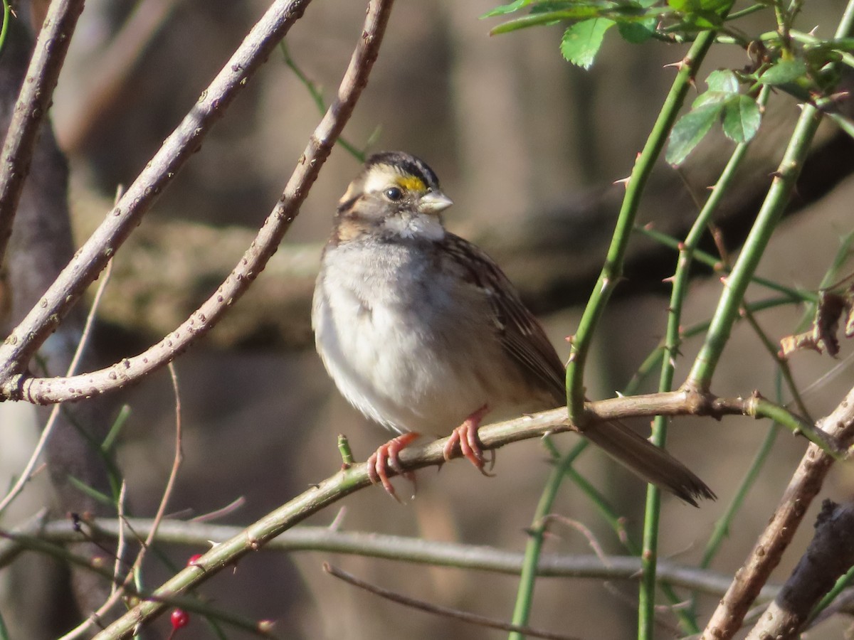 White-throated Sparrow - ML646030852