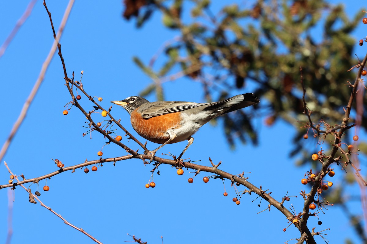 American Robin - ML646030853