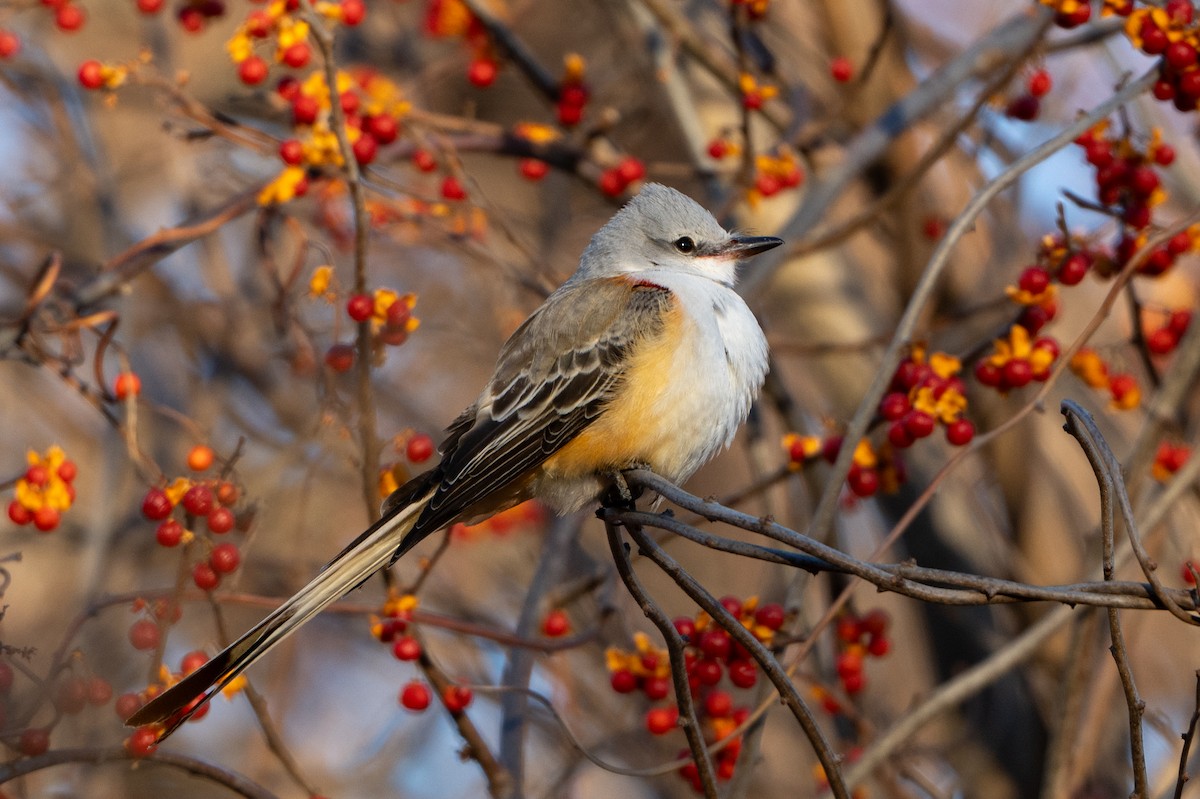 Scissor-tailed Flycatcher - ML646030856